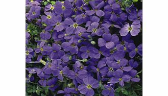 Unbranded Aubrieta Plant - Cascade Blue