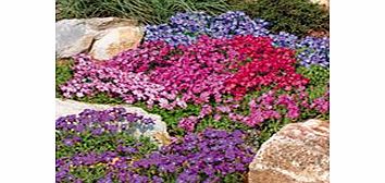 Unbranded Aubrieta Plants - Mix