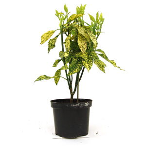 Unbranded Aucuba japonica Golden King  Japanese Laurel