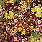 Unbranded Auricula Large-Flowered Strain Seeds 424589.htm