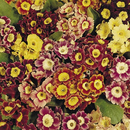 Unbranded Auricula Large-Flowered Strain Seeds Average