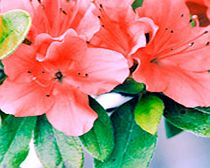 Unbranded Azalea Plant - Geisha Orange