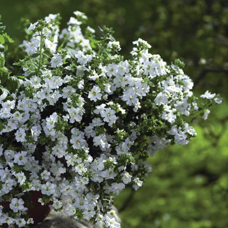 Unbranded Bacopa Double Blue Plants Pack of 5 Pot Ready