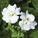 Unbranded Bacopa Double White Plants