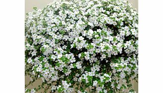 Unbranded Bacopa Plants - Atlas White