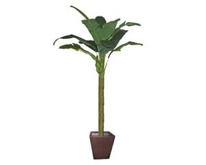 Unbranded Banana tree plant