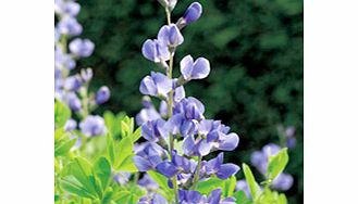 Unbranded Baptisia australis Plant