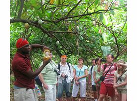 Go on a safari to see the real Dominican Republic; visit a local village, explore the Basilica of Higuey and the unique lush countryside by safari truck and journey down the Chavon River.