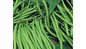 Unbranded Bean (Climbing French) Plants - Cobra