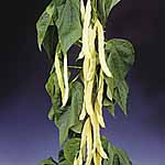 Unbranded Bean Seeds (Climbing French Beans): Golden Gate