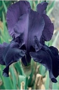 Unbranded Bearded Iris Night Owl x 5 plants