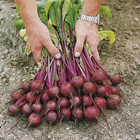 Unbranded Beetroot Action F1 Seeds Average Seeds 180