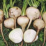 Unbranded Beetroot Blankoma Seeds 431973.htm