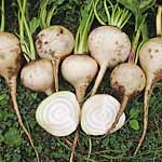 Unbranded Beetroot Blankoma Seeds