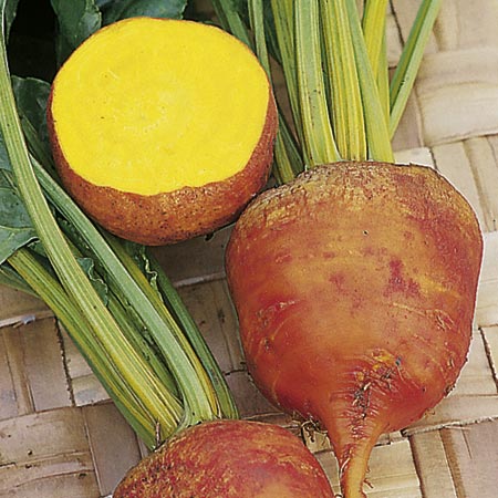 Unbranded Beetroot Burpees Golden Plants Pack of 18 Plug