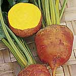 Unbranded Beetroot Burpees Golden Plug Plants