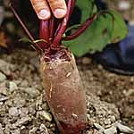 Unbranded Beetroot Cylindra Seeds - Triplepack 431990.htm