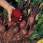 Unbranded Beetroot Detroit 2 - New Globe Seeds 431551.htm