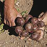 Unbranded Beetroot Kestrel F1 Seeds 431969.htm