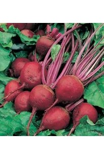 Unbranded Beetroot Kestrel x 150 seeds