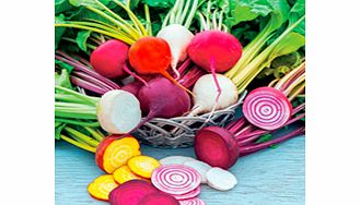 Unbranded Beetroot Plants - Rainbow Mix