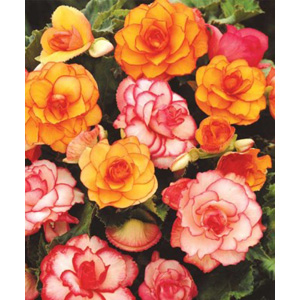 Unbranded Begonia Blazing Picotee Bulbs