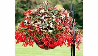 Unbranded Begonia boliviensis Plants - Bossa Nova Mix