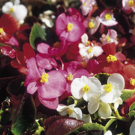 Unbranded Begonia Dwarf Mixed Seeds Average Seeds 1450