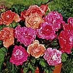 Unbranded Begonia Expresso Sugardip