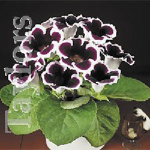 The Gloxinia Kaiser Willhelm produces beautifully deep purple  white edged flowers.