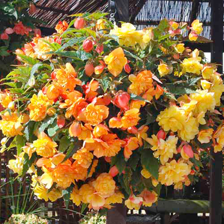 Unbranded Begonia Illumination Apricot Shades Plants Pack