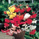 Unbranded Begonia Illumination Collection Plants