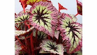 Unbranded Begonia Plant - Fireworks