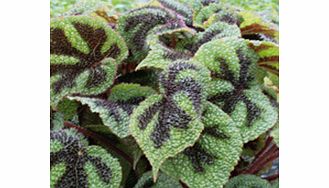 Unbranded Begonia Plant - Masoniana