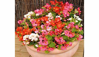 Unbranded Begonia Plants - F1 Ambassador Mix