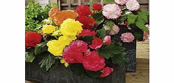 Unbranded Begonia Plants - F1 Nonstop Mix