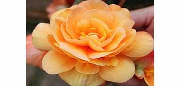 Unbranded Begonia Plants - Illumination Apricot Shades