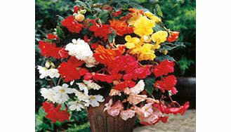 Unbranded Begonia Plants - Illumination Mix