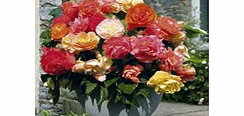 Unbranded Begonia Plants - Parisienne