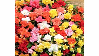 Unbranded Begonia Plants - Super Cascade Mix