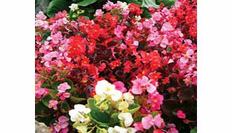 Unbranded Begonia Seeds - Dobies Super Hybrids F1