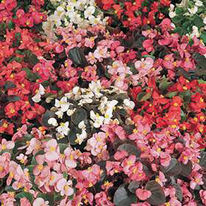 Unbranded Begonia Semperflorens Options Seeds