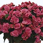 Unbranded Begonia Solenia Plants 402081.htm