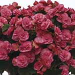 Unbranded Begonia Solenia Plants