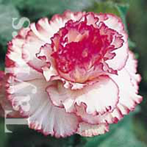 Unbranded Begonia Starburst Bulbs