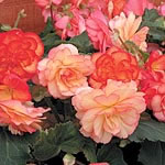 Unbranded Begonia Sunset Shades Plants