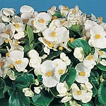 Unbranded Begonia Super Olympia Seeds - White Easicote