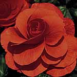 Unbranded Begonia Trumpet - Orange 212687.htm