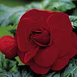 Unbranded Begonia Trumpet - Red 212695.htm