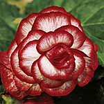 Unbranded Begonia Trumpet Picotee Meteor 212727.htm